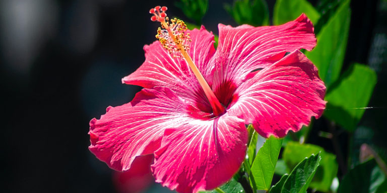 Caribbean Flower Symbolism - What These Tropical Blooms Represent